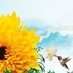 summer-ad